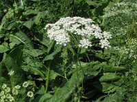 Ammi majus 7, Groot akkerscherm, Saxifraga-Rutger Barendse