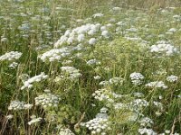 Ammi majus 8, Groot akkerscherm, Saxifraga-Jasenka Topic