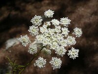 Ammi majus 9, Groot akkerscherm, Saxifraga-Jasenka Topic