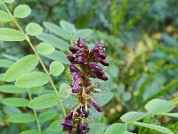 Amorpha fruticosa 5, Indigostruik, Saxifraga-Rutger Barendse
