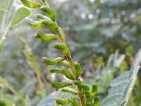 Amorpha fruticosa 6, Indigostruik, Saxifraga-Rutger Barendse