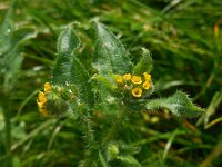Amsinckia micrantha 12, Kleinbloemige amsinckia, Saxifraga-Ed Stikvoort