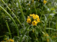 Amsinckia micrantha 17, Kleinbloemige amsinckia, Saxifraga-Ed Stikvoort