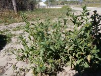 Amsinckia micrantha 3, Kleinbloemige amsinckia, Saxifraga-Peter Meininger