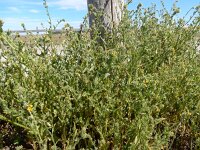 Amsinckia micrantha 4, Kleinbloemige amsinckia, Saxifraga-Peter Meininger