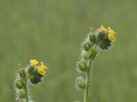 Amsinckia micrantha 7, Kleinbloemige amsinckia, Saxifraga-Willem van Kruijsbergen