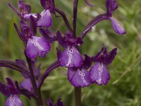 Anacamptis boryi 12, Saxifraga-Willem van Kruijsbergen