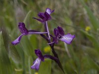 Anacamptis boryi 13, Saxifraga-Willem van Kruijsbergen