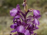 Anacamptis boryi 14, Saxifraga-Willem van Kruijsbergen