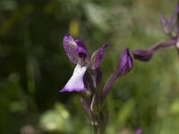 Anacamptis boryi 3, Saxifraga-Willem van Kruijsbergen