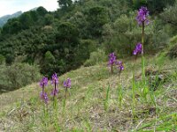 Anacamptis champagneuxii 3, Saxifraga-Ed Stikvoort