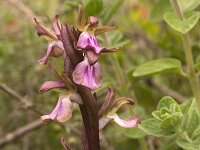 Orchis collina : Gebied, Israel, Orchid, Orchis, www.Saxifraga.nl