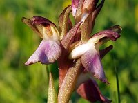 Anacamptis collina 16, Saxifraga-Hans Dekker