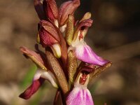 Anacamptis collina 17, Saxifraga-Hans Dekker