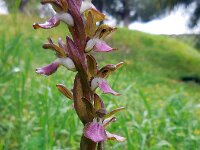 Anacamptis collina 21, Heuvelorchis, Saxifraga-Ed Stikvoort