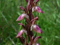 Anacamptis collina 25, Heuvelorchis, Saxifraga-Ed Stikvoort