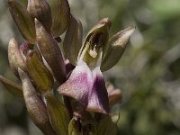 Anacamptis collina 3, Saxifraga-Willem van Kruijsbergen