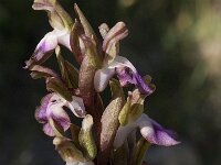 Anacamptis collina 4, Saxifraga-Willem van Kruijsbergen