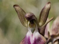 Anacamptis collina 5, Saxifraga-Willem van Kruijsbergen