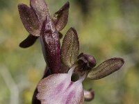 Anacamptis collina 6, Saxifraga-Willem van Kruijsbergen