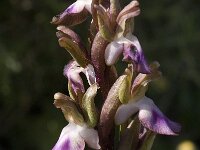 Anacamptis collina 9, Saxifraga-Willem van Kruijsbergen