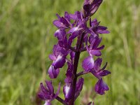 Anacamptis laxiflora 11, IJle orchis, Saxifraga-Willem van Kruijsbergen