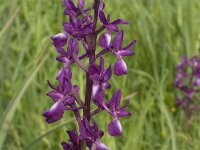 Anacamptis laxiflora 13, IJle orchis, Saxifraga-Willem van Kruijsbergen