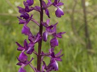 Anacamptis laxiflora 16, IJle orchis, Saxifraga-Willem van Kruijsbergen