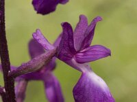 Anacamptis laxiflora 17, IJle orchis, Saxifraga-Willem van Kruijsbergen