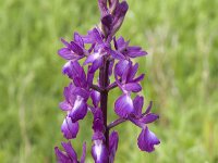 Anacamptis laxiflora 27, IJle orchis, Saxifraga-Jan van der Straaten