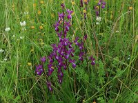 Anacamptis laxiflora 34, IJle orchis, Saxifraga-Hans Boll