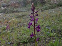 Anacamptis laxiflora 38, IJle orchis, Saxifraga-Peter Meininger
