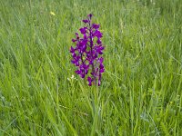 Anacamptis laxiflora 41, IJle orchis, Saxifraga-Jan Nijendijk