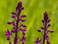 Anacamptis laxiflora 45, IJle orchis, Saxifraga-Jan Nijendijk