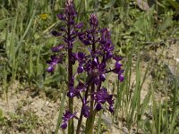 Anacamptis laxiflora 5, IJle orchis, Saxifraga-Willem van Kruijsbergen