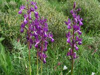 Anacamptis laxiflora 51, IJle orchis, Saxifraga-Ed Stikvoort