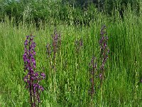 Anacamptis laxiflora 53, IJle orchis, Saxifraga-Ed Stikvoort