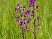 Anacamptis laxiflora 57, IJle orchis, Saxifraga-Jan Nijendijk