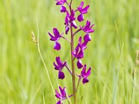Anacamptis laxiflora 58, IJle orchis, Saxifraga-Jan Nijendijk
