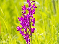 Anacamptis laxiflora 59, IJle Anacamptis, Saxifraga-Jan Nijendijk