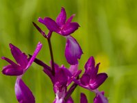 Anacamptis laxiflora 60, IJle orchis, Saxifraga-Jan Nijendijk