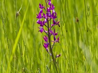 Anacamptis laxiflora 61, IJle Anacamptis, Saxifraga-Jan Nijendijk