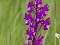 Anacamptis laxiflora 64, IJle orchis, Saxifraga-Jan Nijendijk