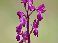 Anacamptis laxiflora 66, IJle orchis, Saxifraga-Tom Heijnen
