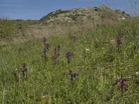 Anacamptis laxiflora 9, IJle orchis, Saxifraga-Willem van Kruijsbergen
