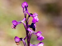 Anacamptis morio 10, Harlekijn, Saxifraga-Bart Vastenhouw