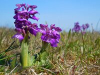 Anacamptis morio 101, Harlekijn, Saxifraga-Ed Stikvoort