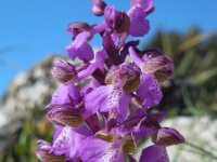 Anacamptis morio 102, Harlekijn, Saxifraga-Ed Stikvoort