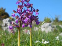 Anacamptis morio 103, Harlekijn, Saxifraga-Ed Stikvoort