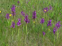 Anacamptis morio 104, Harlekijn, Saxifraga-Ed Stikvoort